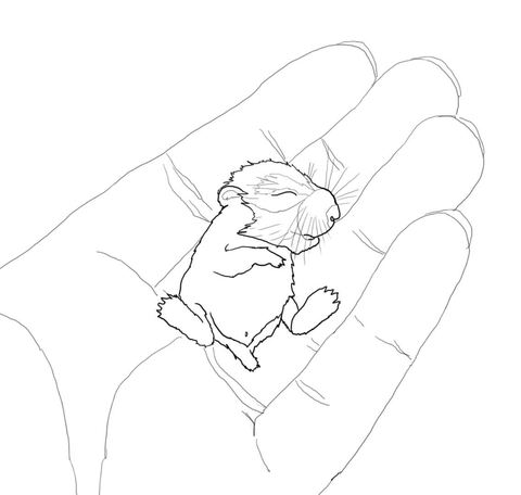 Baby Hamster In The Palm Coloring Page